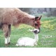 “INCA, le petit lama à colorier”