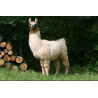 "Guapa" Fil Aran Lama